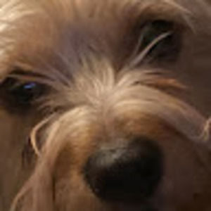 Meet your Posher, Jasir